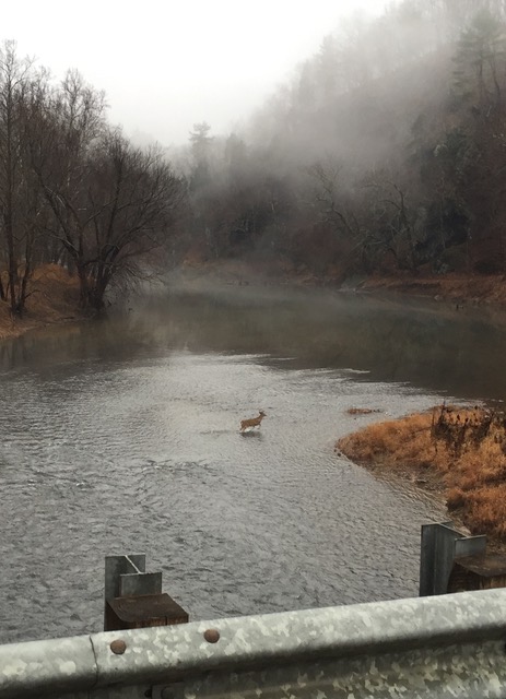 Deer in Cacapon River